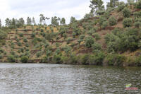 Olivos con paredes en El Ponsul